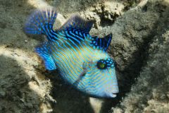 www.facebook.com/lup.alb.7